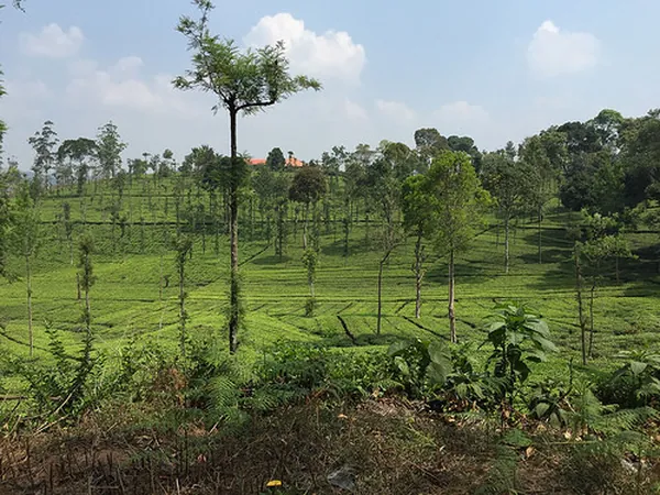 Arimbra Hills